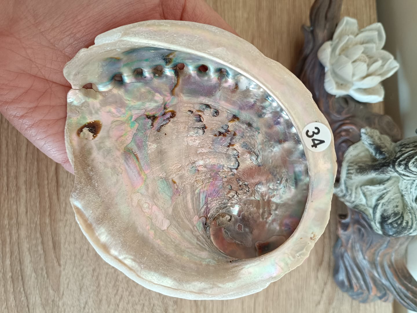Coquilles d'ormeaux