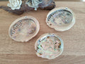 Coquilles d'ormeaux
